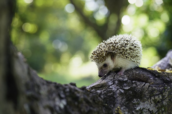 biodiversità