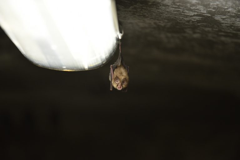 colonia di pipistrelli presso la centrale idroelettrica di Tel