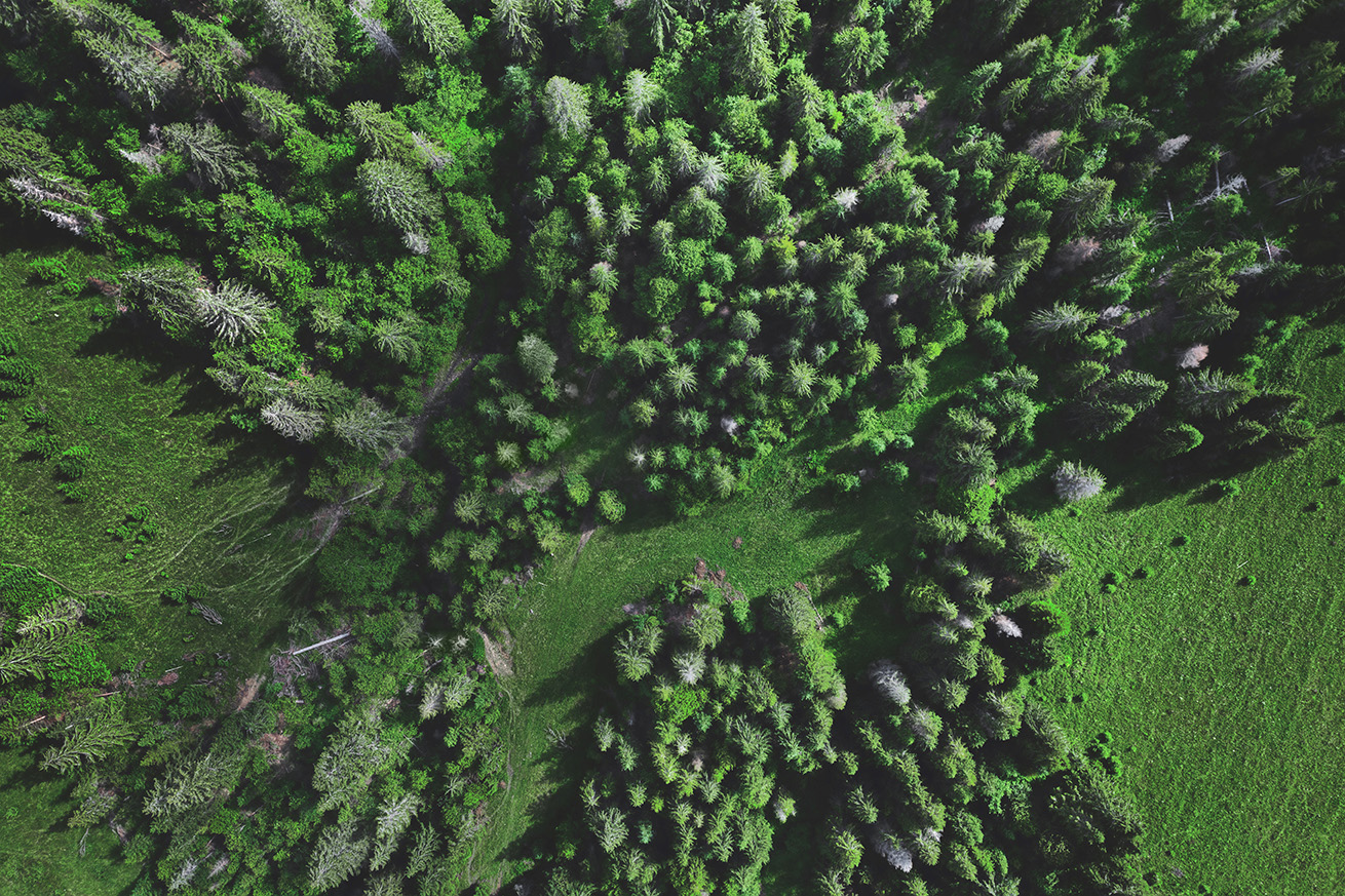 Wurzeln schlagen: Wie Wald klimafit wird