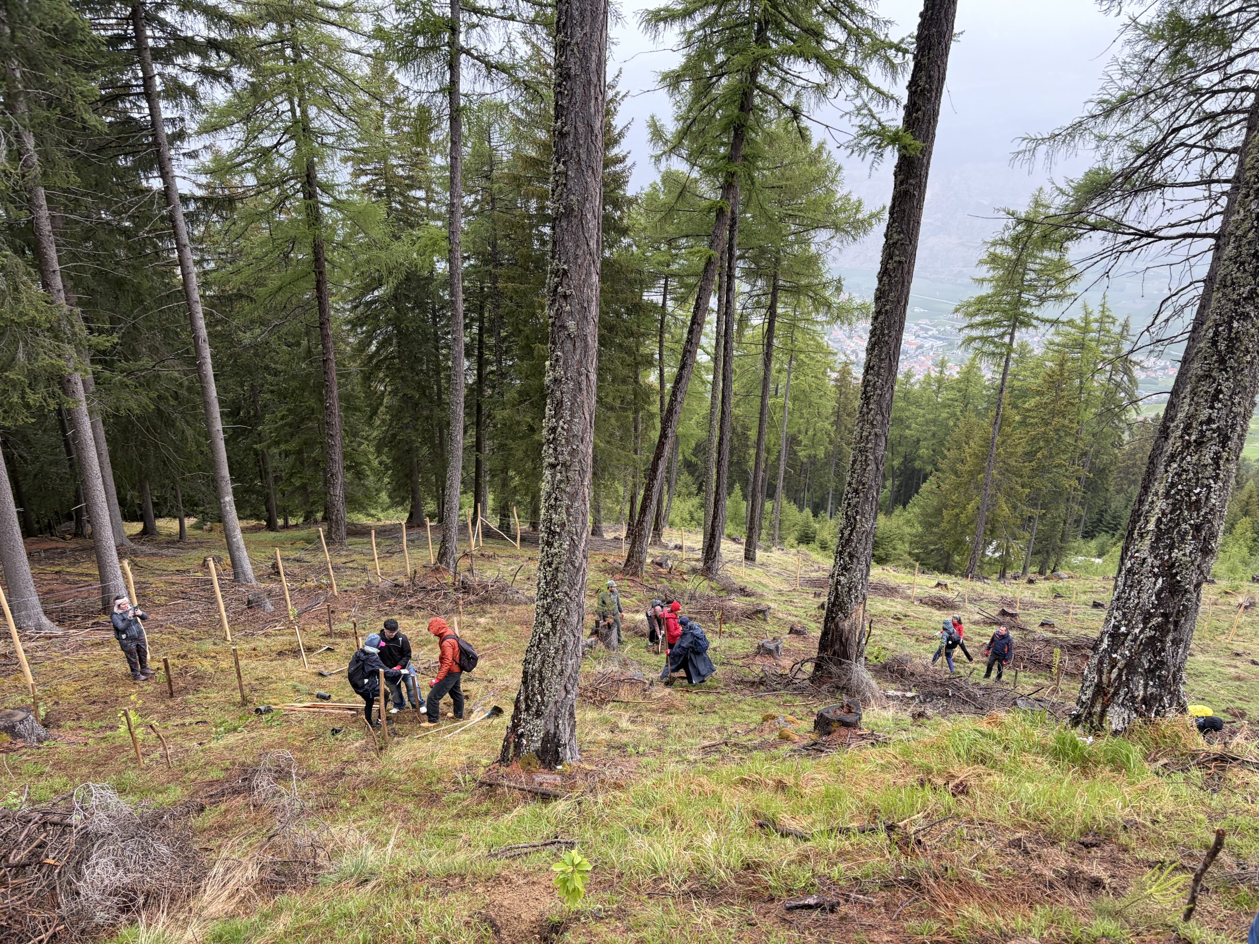 Laas: Wo der Wald neu entsteht – ein Aufforstungstag mit den Mitarbeitenden von Alperia